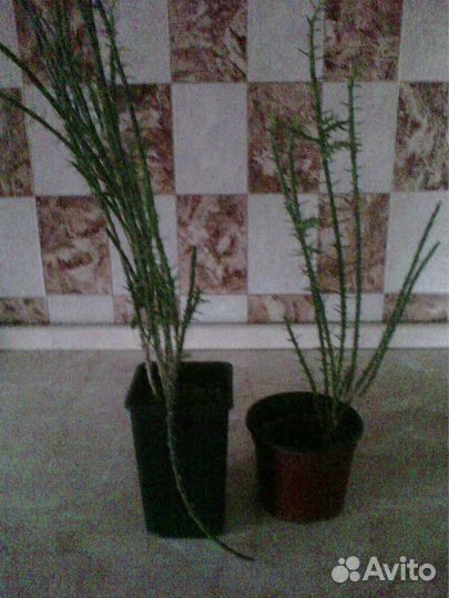 Очень оригинальный кактус