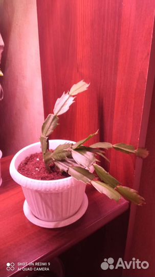 Декабрист шлюмбергера