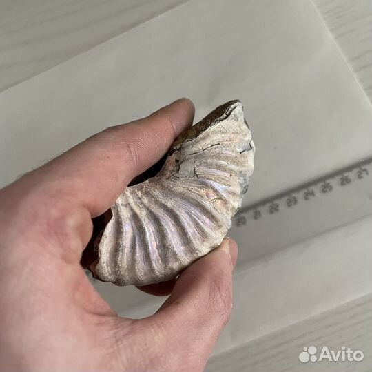 Запчасти от аммонитов, аммониты, окаменелости