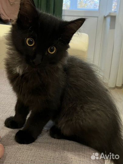 Котёнок мальчик бесплатно