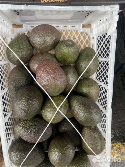 Авокадо хас