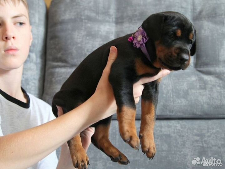 Щенки добермана
