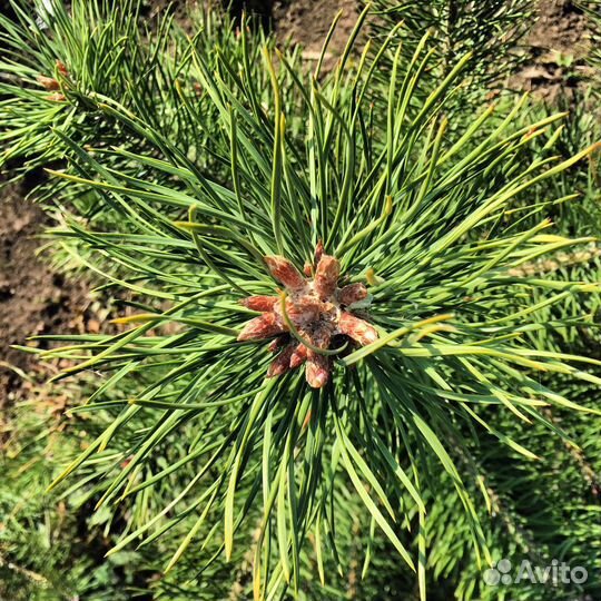 Саженцы Березы Клёна сосны можжевельника и др