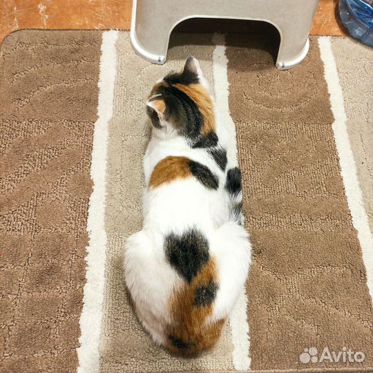 Японский бобтейл