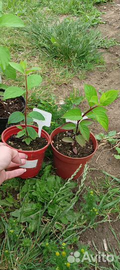 Гортензия Самарская Лидия