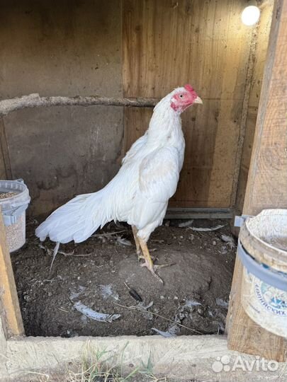 Бойцовая птица Хинт 100%