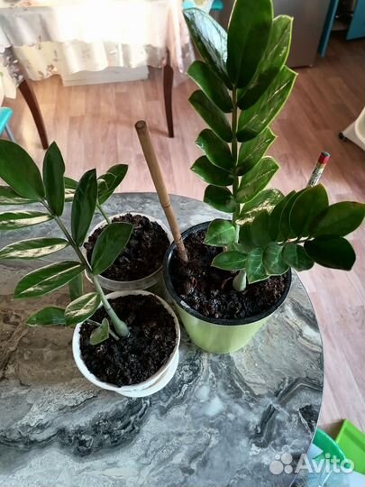 Замиокулькас, долларовое дерево