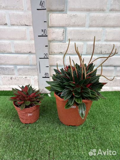 Пеперомия Россо и другие сорта из питомника