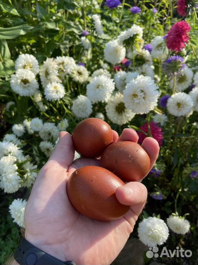 Инкубационное яйцо маран