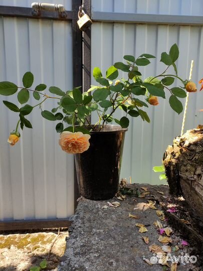 Продаю саженцы английской розы Голден Селебрейшн