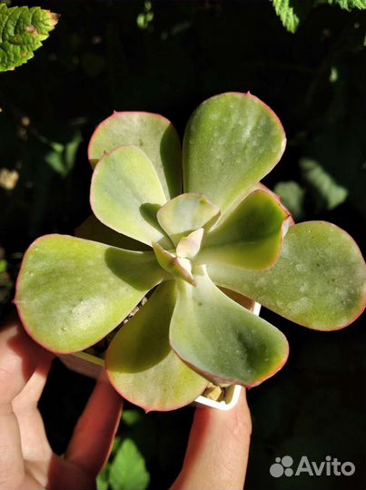 Эхеверии/эчеверии суккуленты