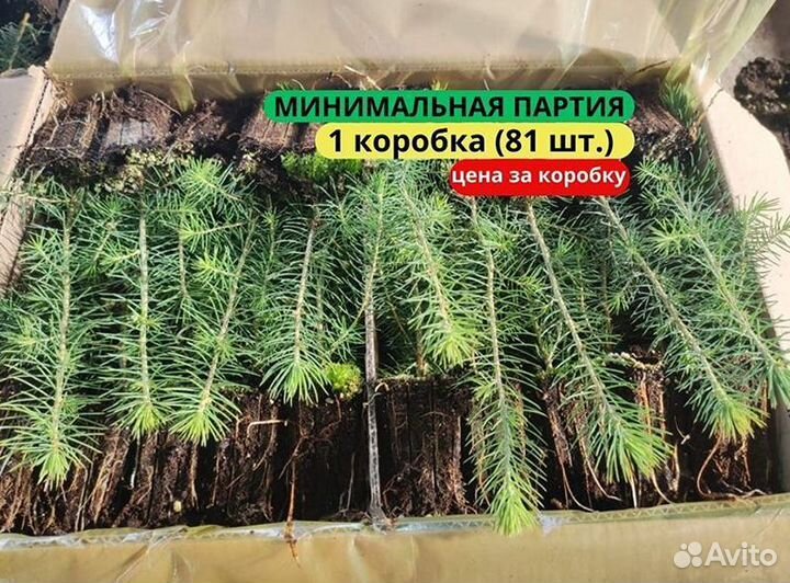 Сеянцы сосны зкс