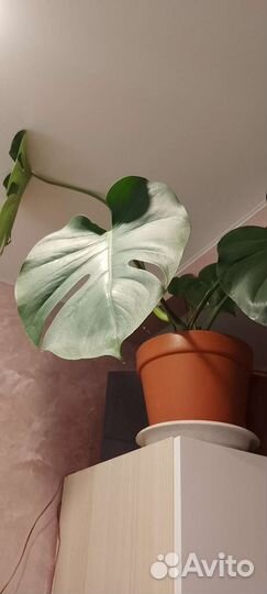 Цветы хлорофитум и монстера