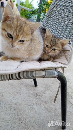 Котенок