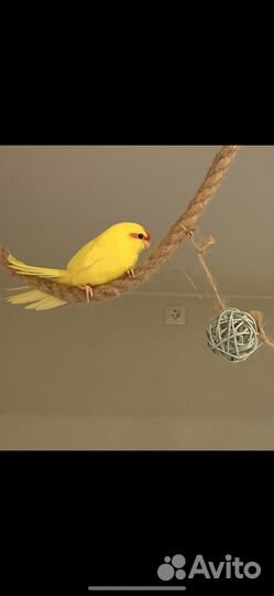 Какарики, пара 7 мес