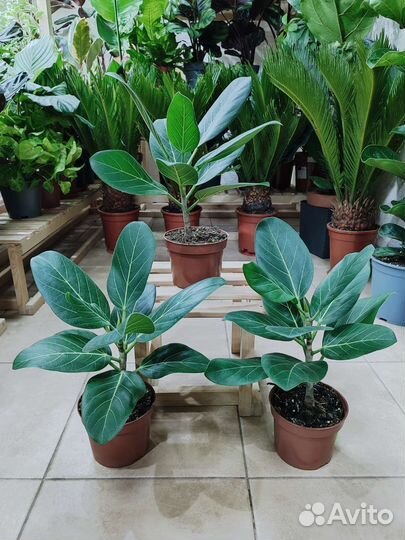 Фикус бенгальский Одри