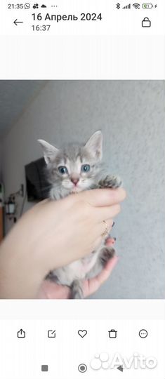 Котенок в добрые руки
