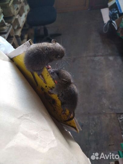 Дезинсекция дезинфекция дератизация