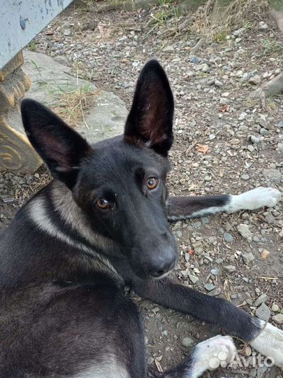 Собака в добрые руки