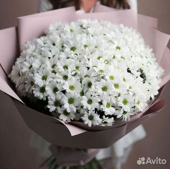 Хризантема Доставка цветов