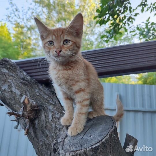 Котенок рыжее солнышко
