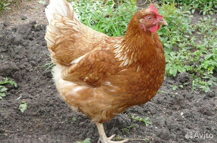 Куры Несушки, Бесплатная доставка