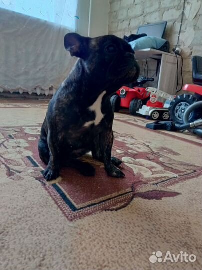 Французский бульдог