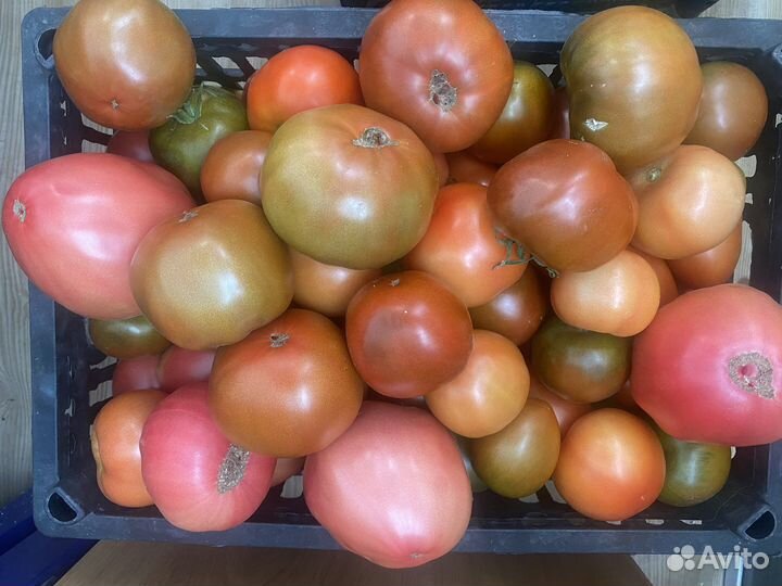 Помидоры свежие