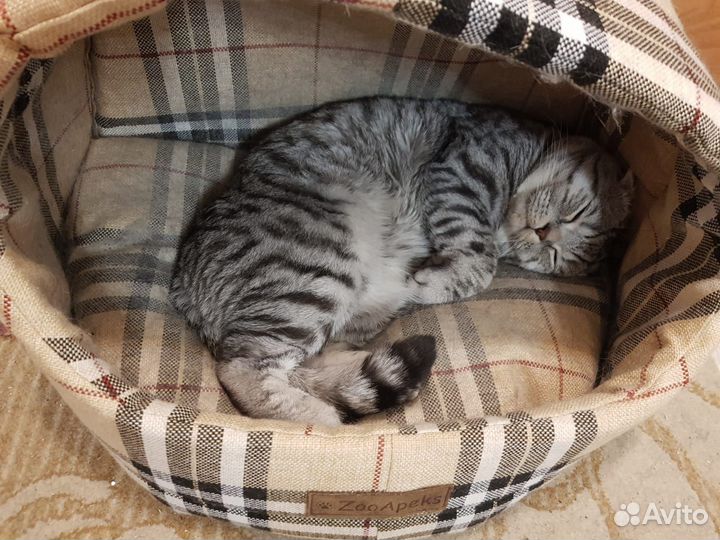 Продается кот-производитель Шотландский вислоухий