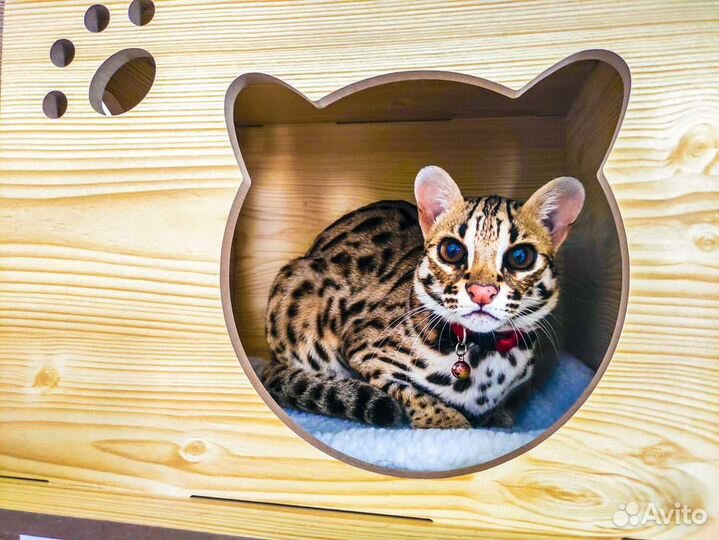 Азиатские леопардовые кошки,коты,котята. алк