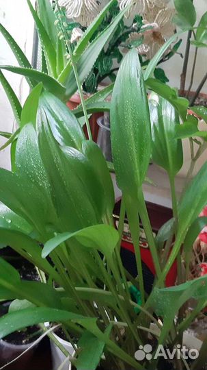 Дремиопсис луковичное растение