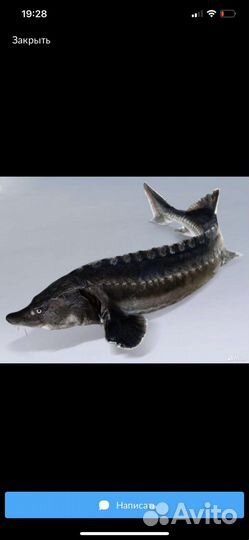 Рыба свежемороженная разная