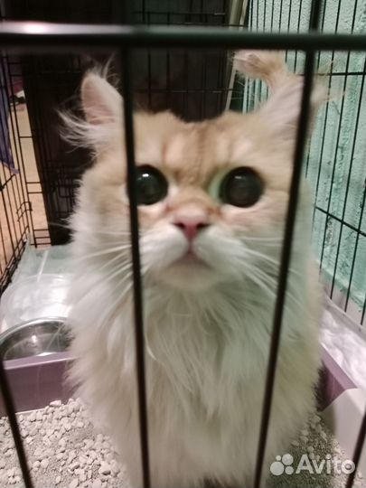 Найдена породистая кошка