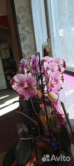 Орхидея фаленопсис детка