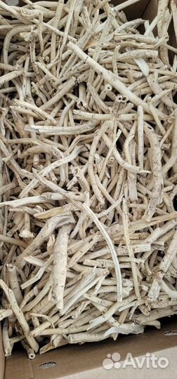 Корень ясенец