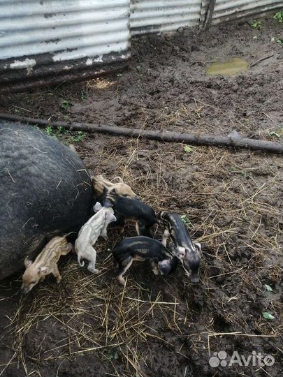 Венгерская пуховая мангалица