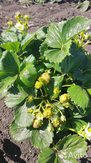 Рассада клубники