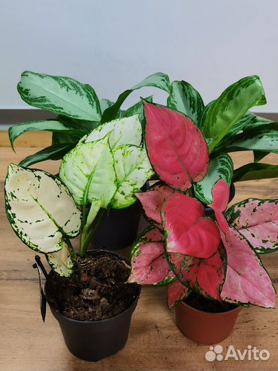 Взрослые сортовые аглаонемы в ассортименте