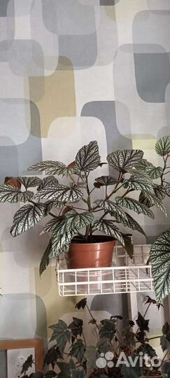 Тростниковая бегонии