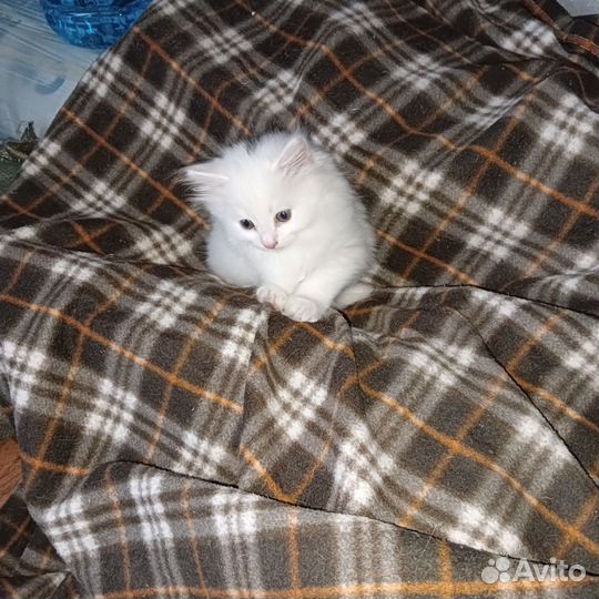 Котята турецкой ангоры