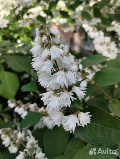 Дейция шершавая альба гейхера