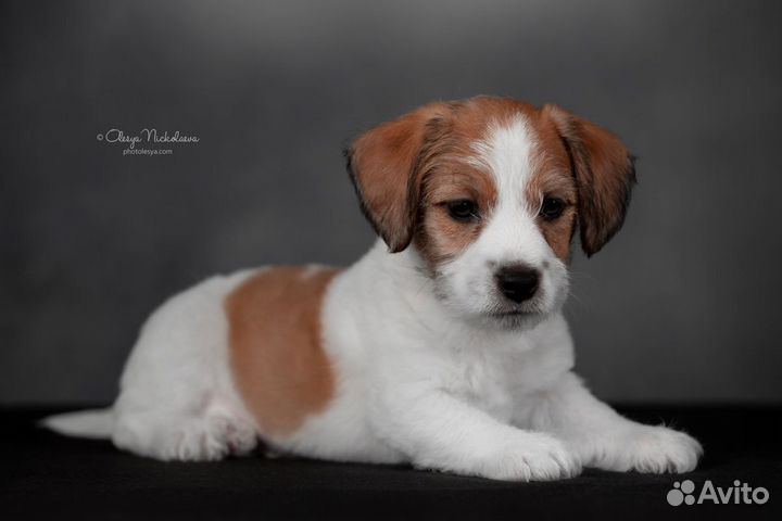 Джек Рассел терьер