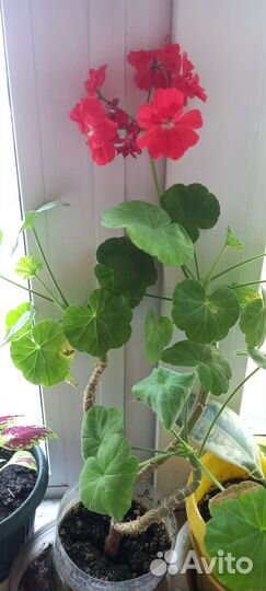 Домашние растения