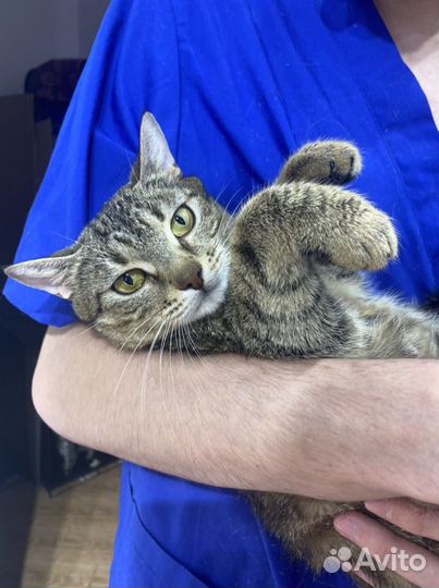 Миниатюрная кошечка