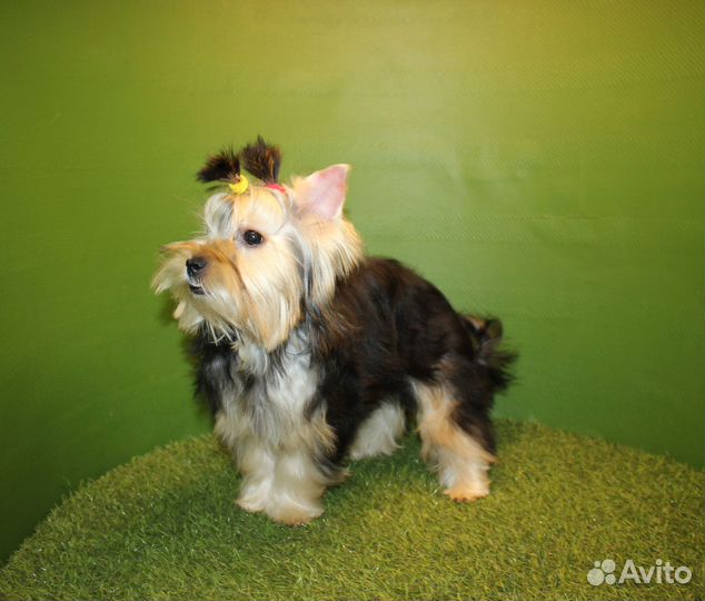 Девочка Йоркширского терьера для души