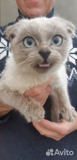 Кошка в дар