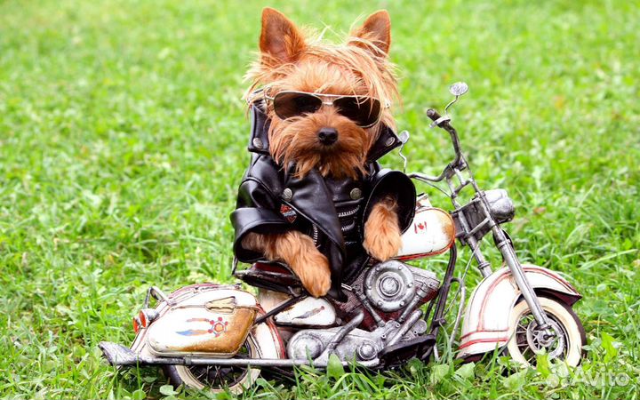 Выгульщик собак