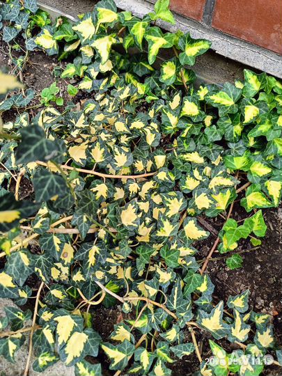 Многолетники корни Пиона, Плющи, Гибискус и др