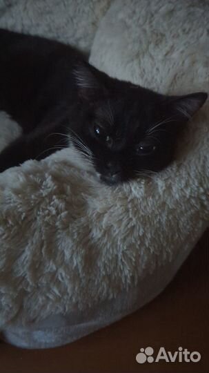 Котенок ищет любящий дом