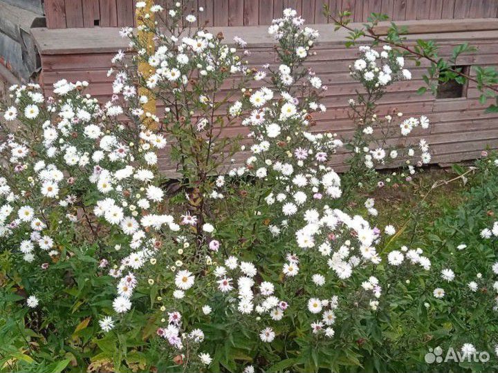 Многолетние цветы и растения